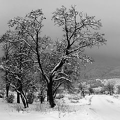 фото ""Тишина"/Silence/"