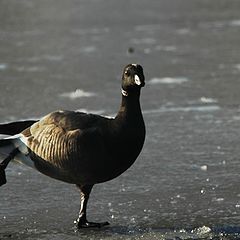 photo "skating duck"