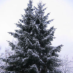 photo "Winter spruce"