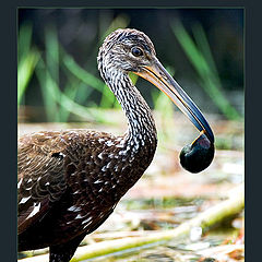 photo "Snack Snail"