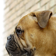 фото "portrait of a bullmastiff"