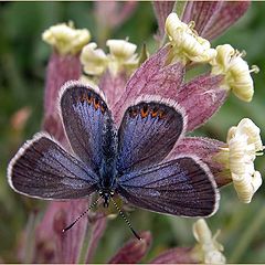 photo "Plebejus idas (2)"