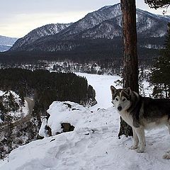 photo "Dog - alpinist"