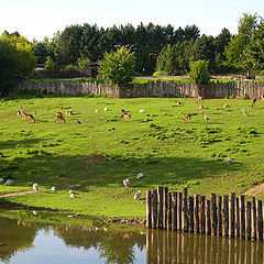 photo "Safary"