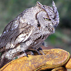 photo "Western Screech Owl"
