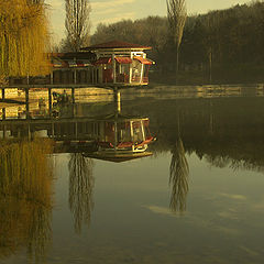 фото "when the sun is kissing the weepmg willow"