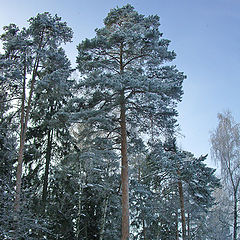 фото "Седые сосны"