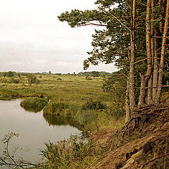 photo "Summer calmness"