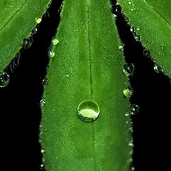 photo "Three dewdrops"