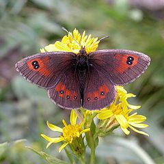 photo "Erebia iranica"