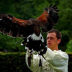 photo "young falconer"