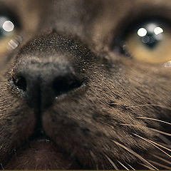 photo "Cat's eye"