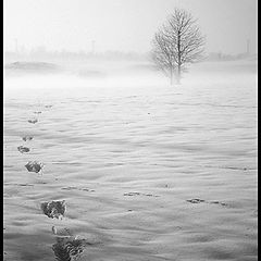 photo "Hare   trail"