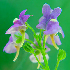 photo "Tiny Dancers"