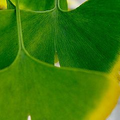 фото "Gingko"