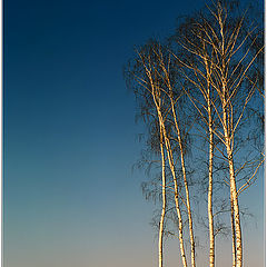 photo "January morning"