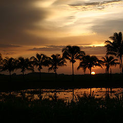 photo "The Cuban decline"