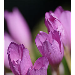 photo "Primroses"