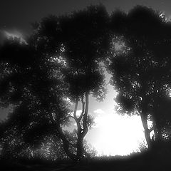 photo "Dreamtrees"