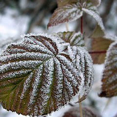 photo "In the frosty morning ..."