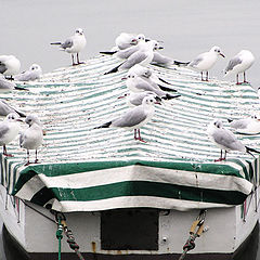 фото "Noah's Ark"