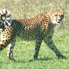 фото "cheetah with curled tail"