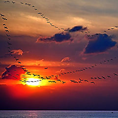 photo "canards...boat...plane"