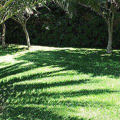 photo "palm shadow"