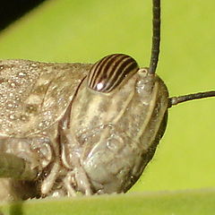 фото "grasshopper"