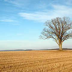 photo "Alone"