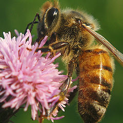 photo "~Busy Bee~"