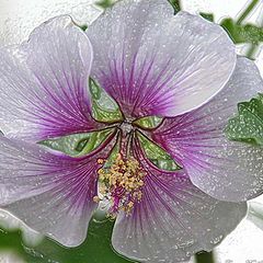 photo "Flower under wax."