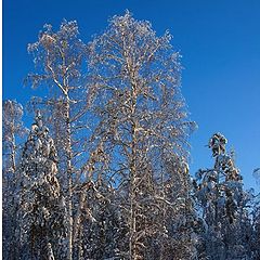 фото "Зимние зарисовки.."