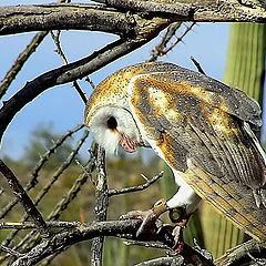 фото "Barn Owl"