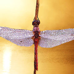 фото "dragonfly at sunrise"