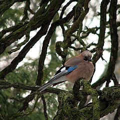 photo "Jay"