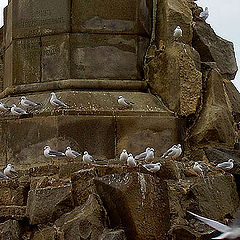 photo "Sevastopol Seagulls"