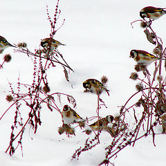 photo "Goldfinches on a burdock"