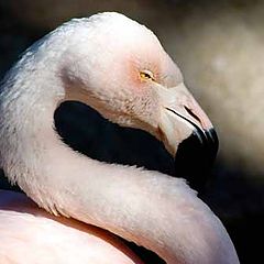 photo "Flamingo"