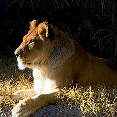 photo "Lioness"
