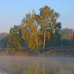 photo "Birches"