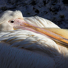 photo "Pelican (#2)"