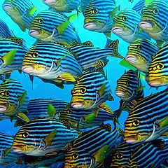 photo "The group in striped bathing suits"