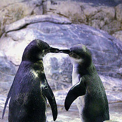 photo "Kiss of the penguin"