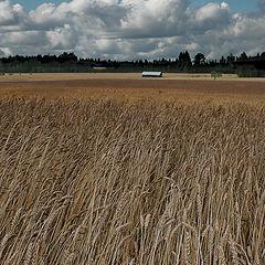 photo "The field"