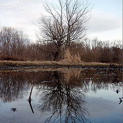 фото "Зеркало"