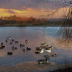 фото "beding down for the night"