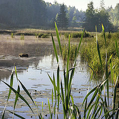 фото "Рогоз"