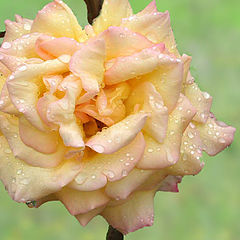 photo "english rose,"