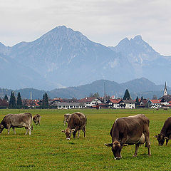 photo "Happy cows"